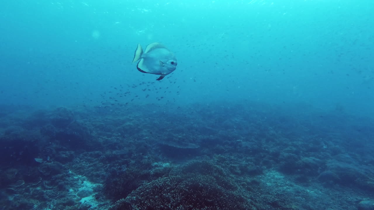 바다 의 산호초 근처 에서 수영 하는 물고기