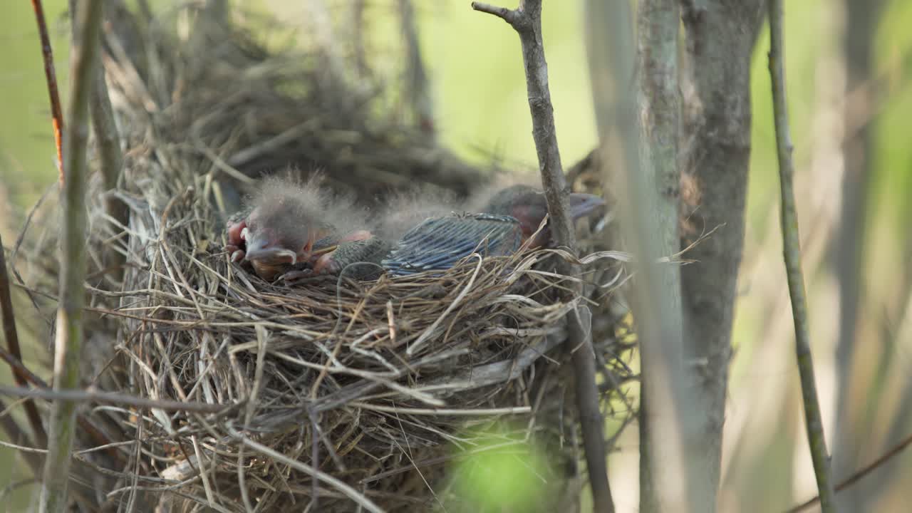 Tiny baby bird with fuzz before feathers sleeping in nest are startled and lift head