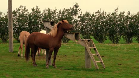 tomas de amistosos caballos islandeses en la granja