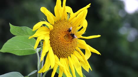 a yellow sunflower with a bee on it