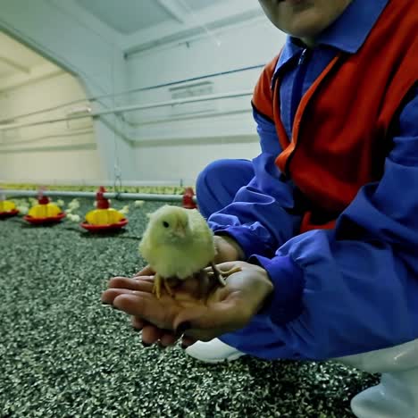 pollo en la mano