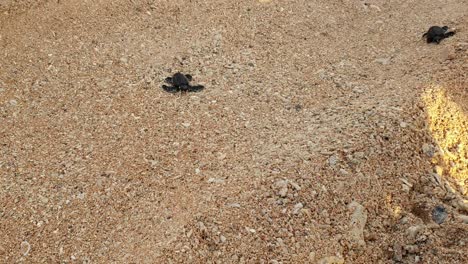 Newborn-baby-loggerhead-sea-turtles-moving-along-sandy-beac-towards-the-ocean-in-Timor-Leste,-Southeast-Asia