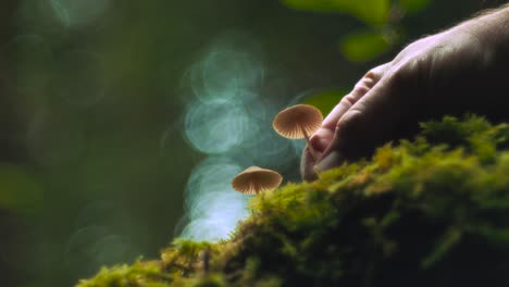 recogiendo un pequeño hongo comestible del musgo en un verde exuberante bosque de otoño entre los árboles con una mano en cámara lenta