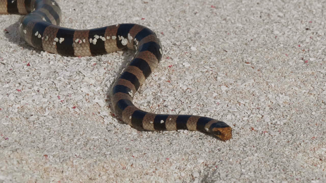 krait de mar con bandas en la arena blanca de la playa