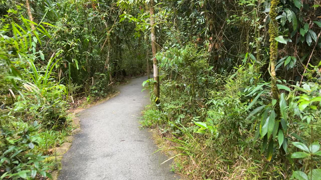 A peaceful walk along a lush rainforest path in Port Douglas, showcasing vibrant greenery and tranquil surroundings