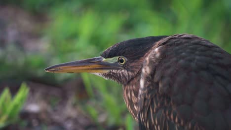 pequeño pájaro garza verde al amanecer de cerca