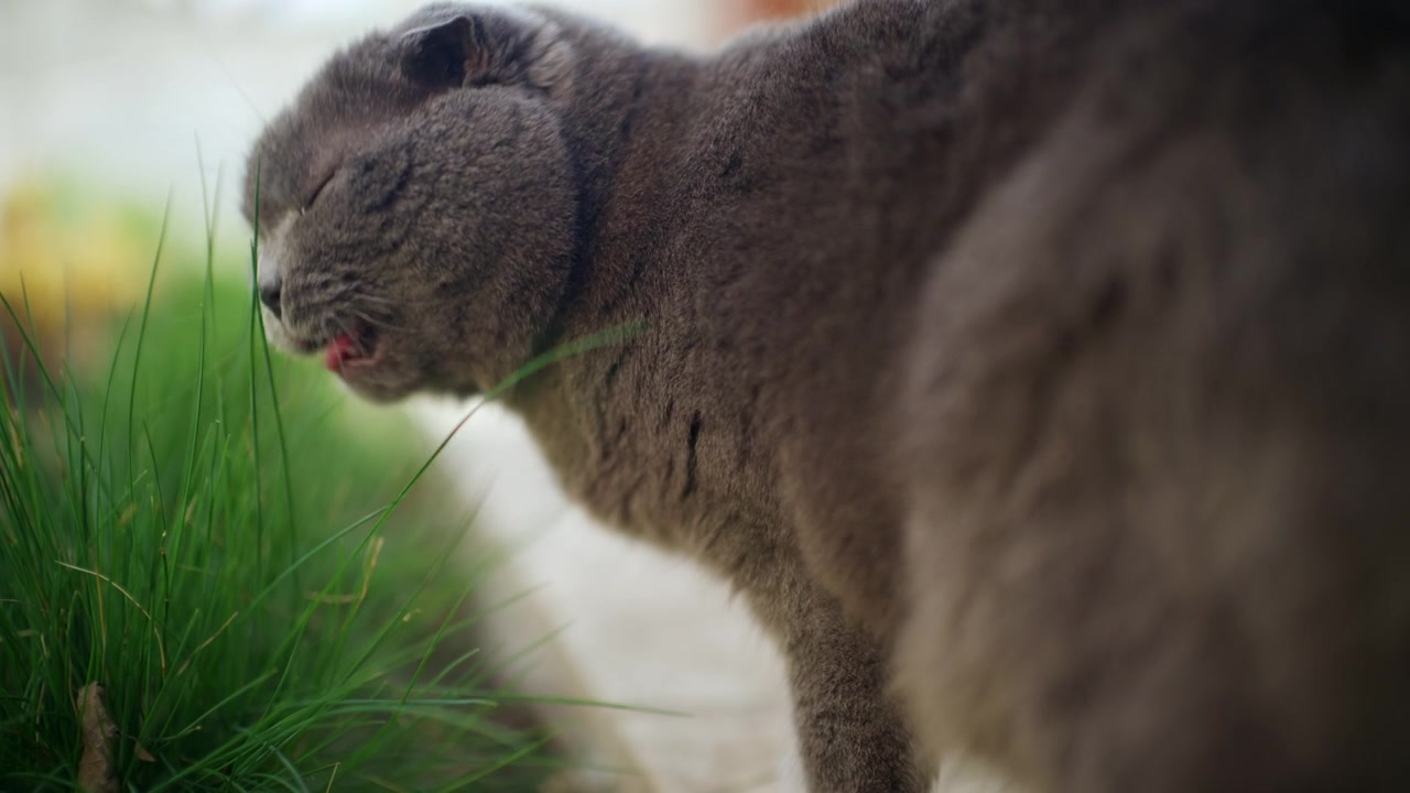 Primo piano laterale di un gatto grigio soffice che mangia erba verde fresca all'aperto.