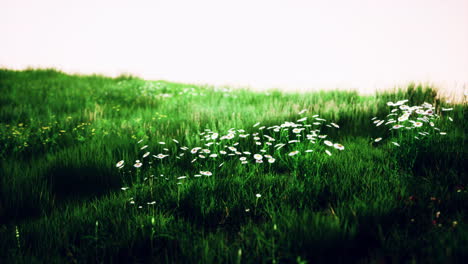 fresh green field and blue sky in spring