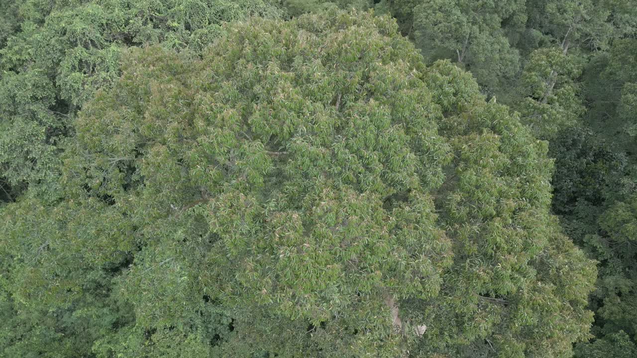 Drone Footage with Green Tall Big Trees with beautiful Lundu Mount Gading,blue sky