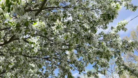 Tree with flowers blowing in the wind