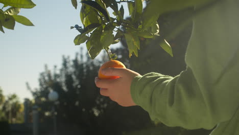 Boy touching sunlit hanging mandarin