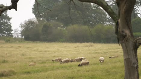 Medium-Shot-Of-Sheep-Grazing