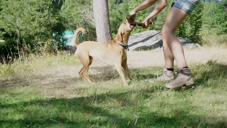 dog playing with its owner