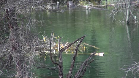 Biber-Ziehen-Aus-Dem-Teich,-Um-Mehr-Zweige-Für-Die-Biberhütte-Zu-Sammeln