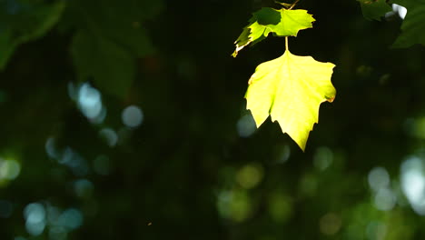 Una-Sola-Hoja-Iluminada-Por-El-Sol