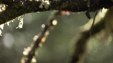 sol en las ramas de los árboles con liquen y musgo en el bosque después de la lluvia