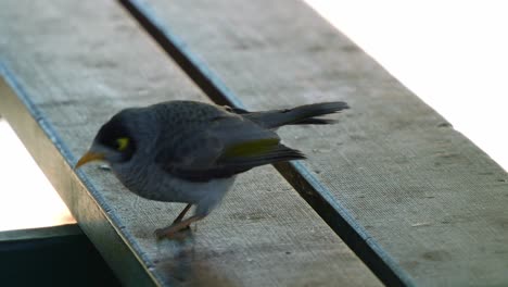 A-noisy-miner,-manorina-melanocephala-perched-on-the-wooden-bench-in-an-urban-park,-wondering-around-the-surroundings-and-fly-away,-close-up-shot