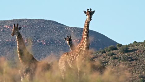 a group of southern giraffe standing in a karoo landscape