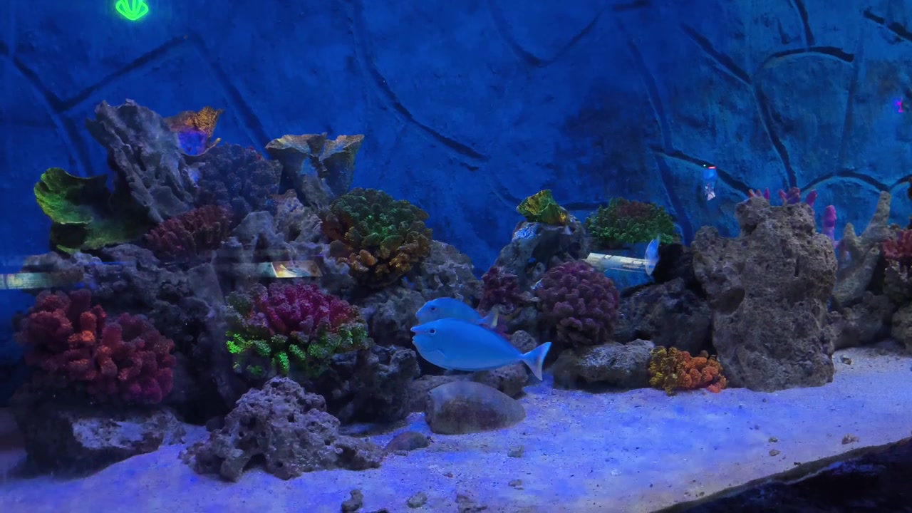 Peixe Tang Azul Nadando em um Aquário de Recifes de Coral Vibrante