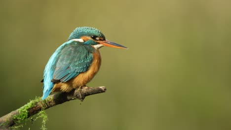 Close-up-shot-of-a-cute-kingfisher-shaking-its-head-while-perched-on-a-moss-covered-branch-while-it-looks-around-for-tasty-fish,-slow-motion