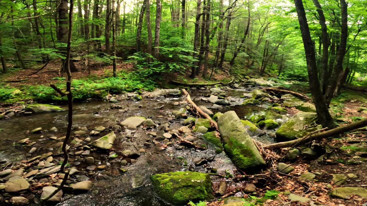Bellissimo ruscello boschivo nella fitta, rigogliosa e verde foresta montana degli Appalachi durante l'estate.