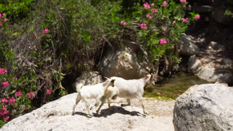 goats in a rocky stream with pink flowers