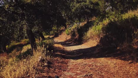 movimiento hacia atrás en un camino de tierra en el bosque