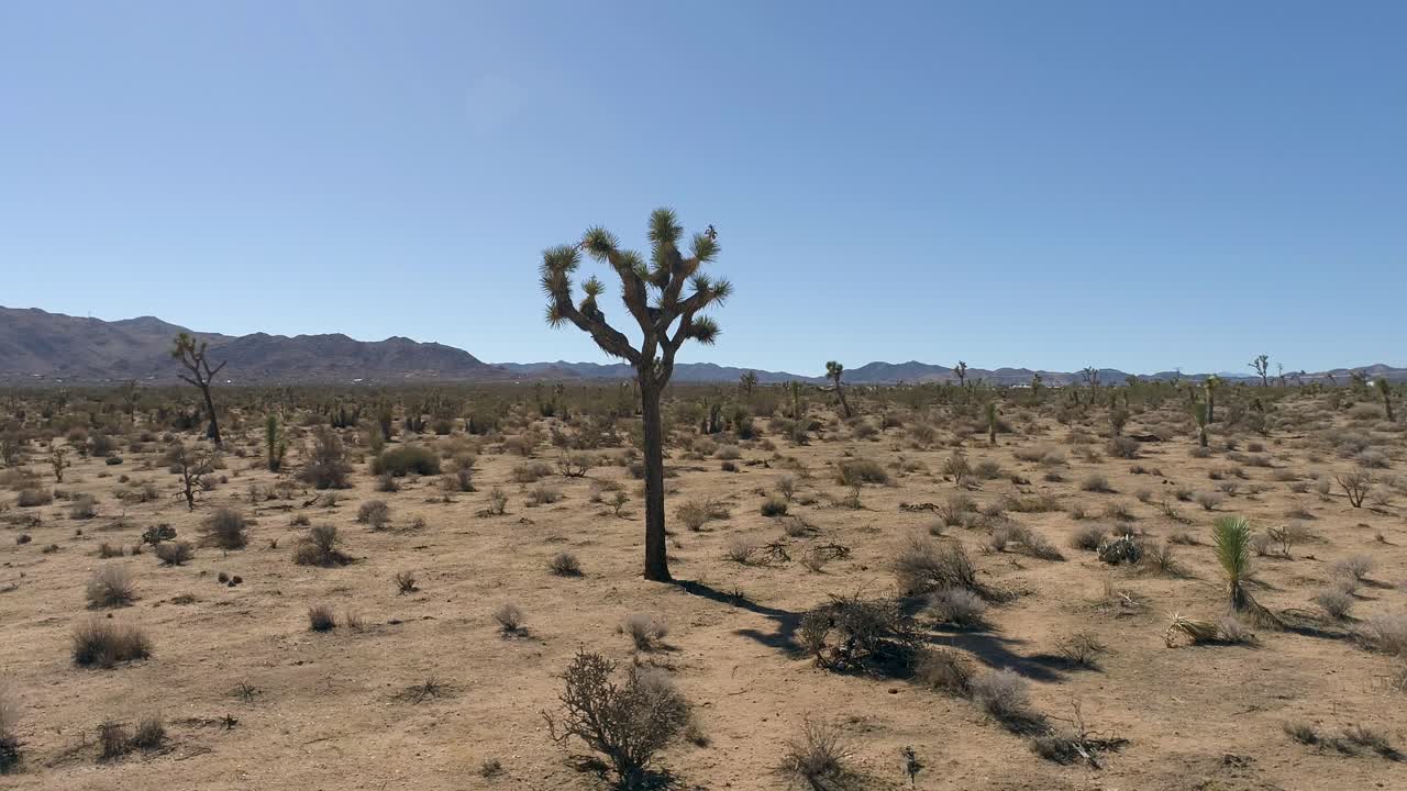 joshua tree 4k drone de desierto y cactus - centrándose en un solo árbol
