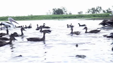 pelícanos y patos nadando en la laguna