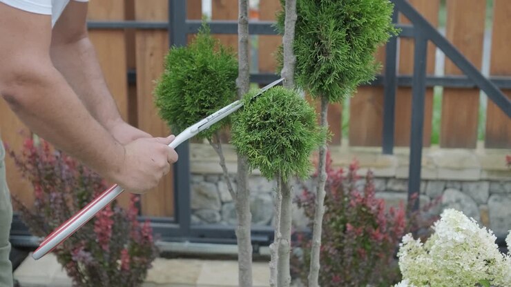 Uomo che pota un albero topiario nel giardino sul retro per la paesaggistica e la manutenzione