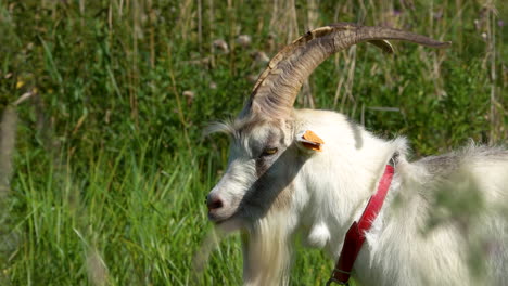 close-up of a goat with a red collar standing in a green meadow, with its eyes closed