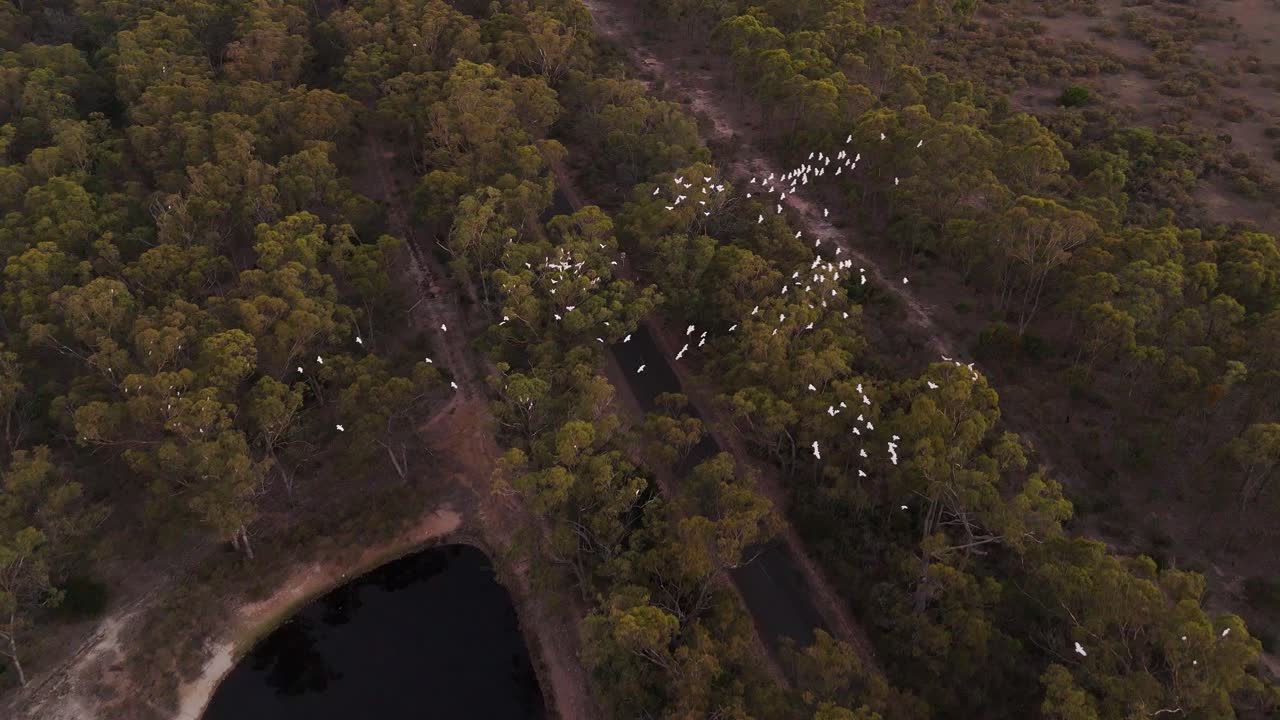 pájaros blancos volando sobre los árboles y el lago al atardecer, embalse de merrimu, suburbios de melbourne, australia