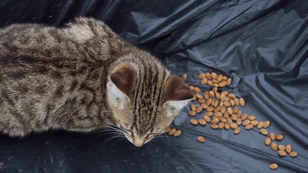 Draufsicht auf ein hungriges getigertes Kätzchen, das Tierfutter frisst