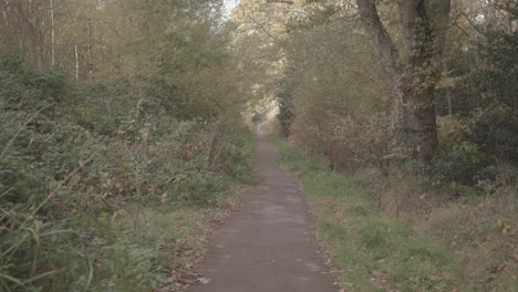 camera pans down on path through a forest - park in autumn - fall - ungraded