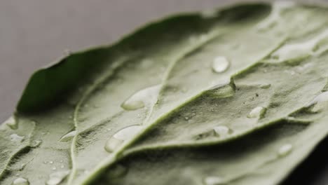 micro video of close up of green leaf with water drops and copy space