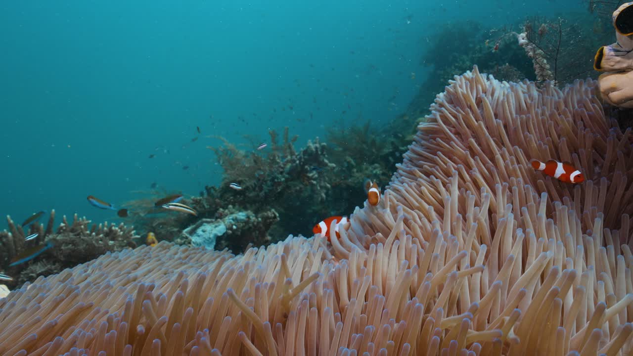 familia de peces payaso y anémona disparados bajo el agua buceando en raja ampat en indonesia