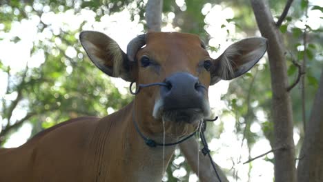 gros plan d'une vache qui paît