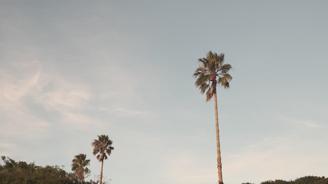 Three palm trees of varying sizes sway gently in the wind against a clear, beautiful sky. A perfectly composed 4K static shot capturing tropical stillness and peaceful natural motion