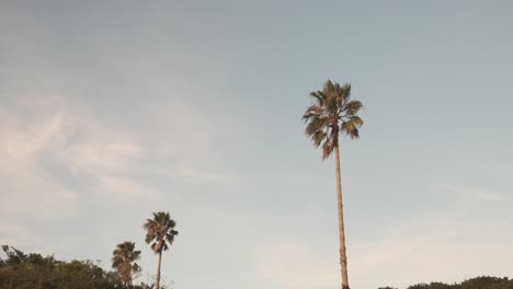 three palm trees of varying sizes sway gently in the wind against a clear, beautiful sky. a perfectly composed 4k static shot capturing tropical stillness and peaceful natural motion