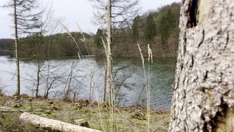 tree-stump-near-a-lake
