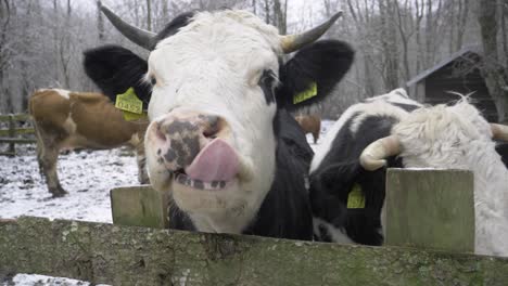 we have in the picture two cows. one of them approaches the camera and sticks his tongue out of his mouth and wants to lick the camera. the cow is white with black spots and a very long tongue