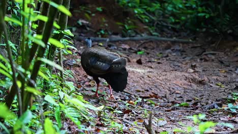 great argus pheasant wandering in tropical woods. close-up shot