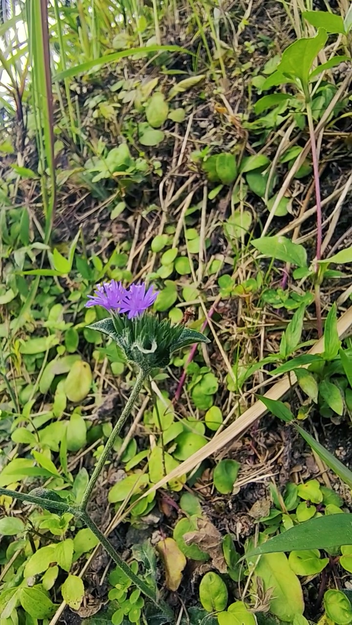 Lille lilla vildblomst vokser på en græsklædt bjergskråning.