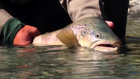 a big trout trophy