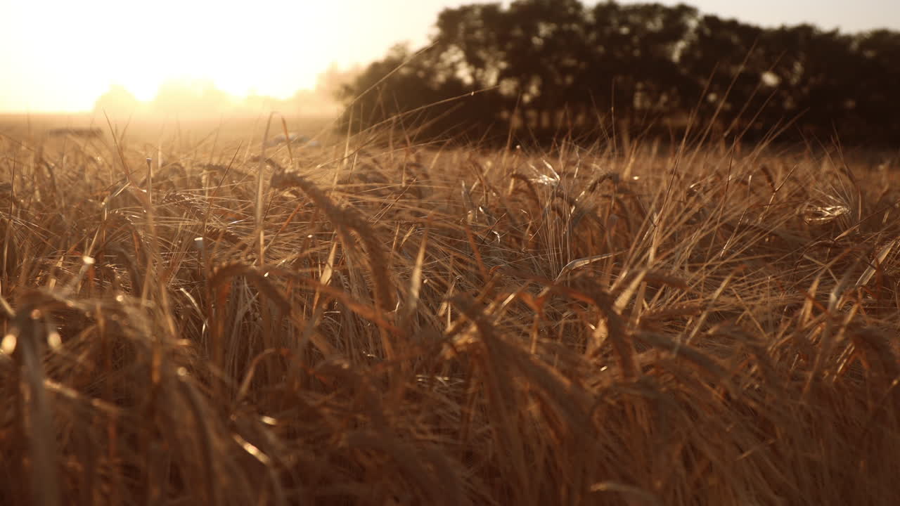 Lush ripe Barley stalks swaying in the wind during golden sunset, Saskatchewan,Canada