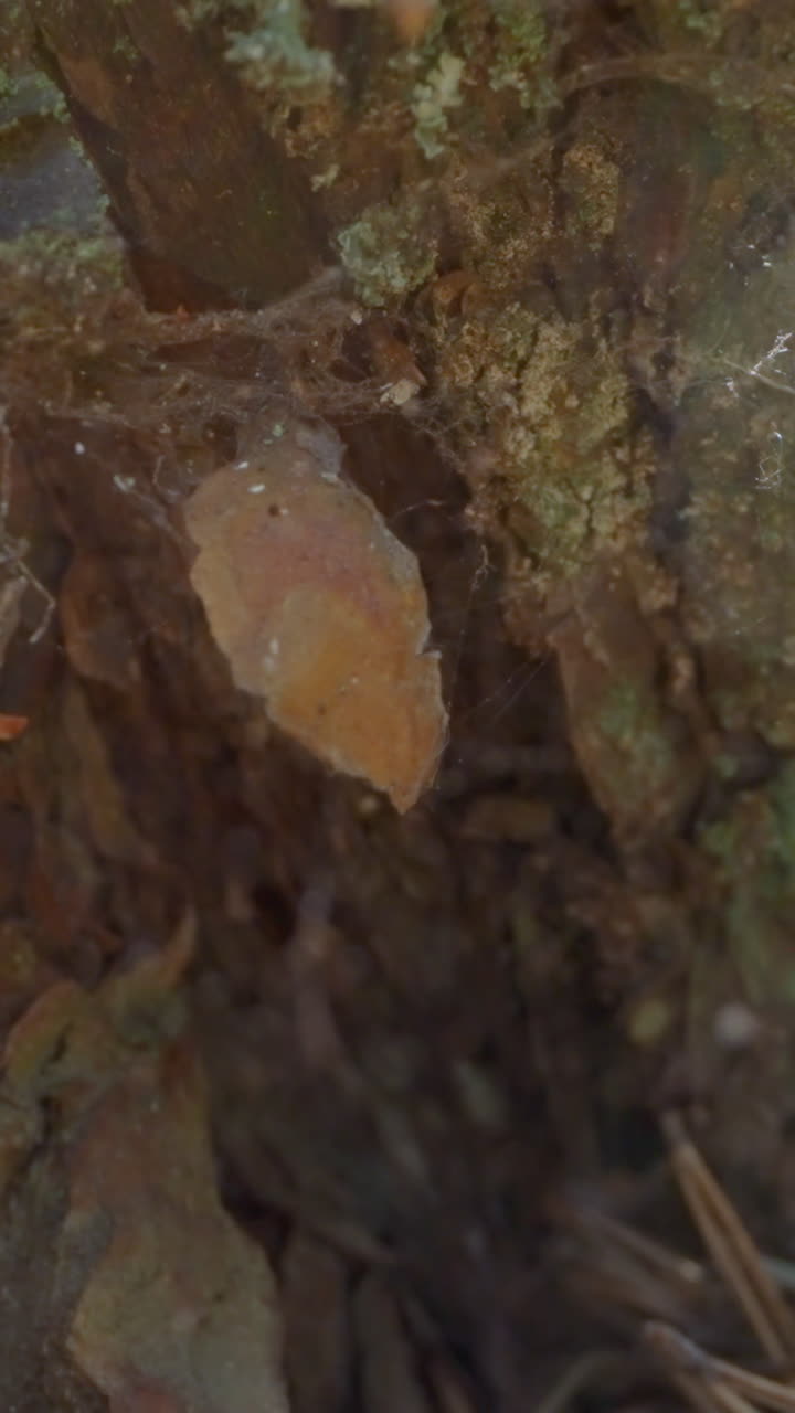 Pine tree bottom with running ant and spider net in autumn forest slow motion. Probe lens shot of wild wood flora and fauna extreme closeup