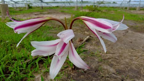 isolated beautiful wild pink and white striped trumpet lily flower crinum litafolium close up