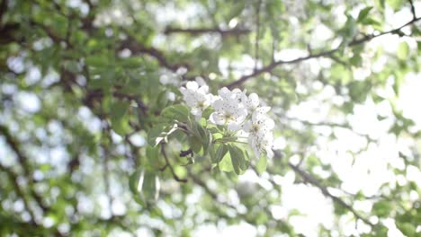 Zweig-Blühender-Apfelbaumblütenblätter-Mit-Sonneneruption-Bei-Leichtem-Wind,-Frühlingskonzept