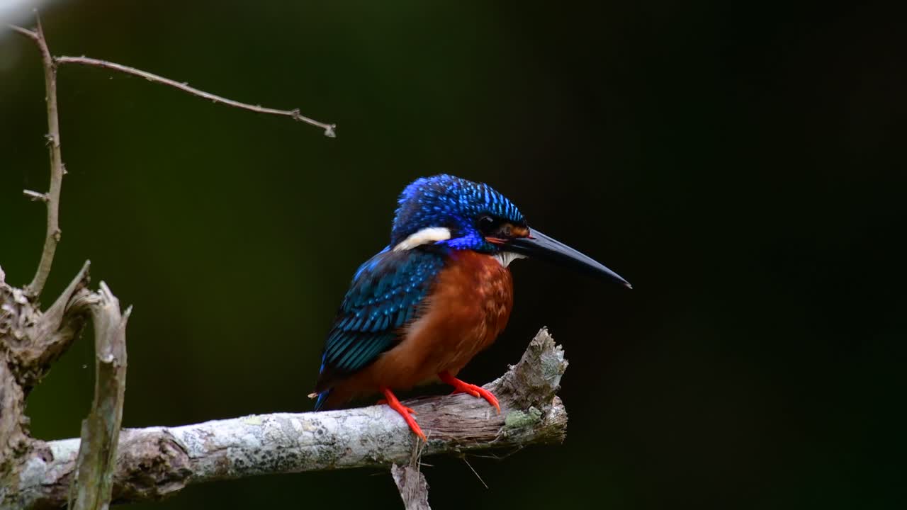 el martín pescador de orejas azules es un pequeño martín pescador que se encuentra en tailandia y es buscado por los fotógrafos de aves debido a sus hermosas orejas azules, ya que también es un pájaro lindo para observar