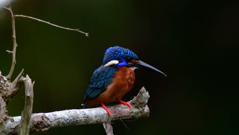 El-Martín-Pescador-De-Orejas-Azules-Es-Un-Pequeño-Martín-Pescador-Que-Se-Encuentra-En-Tailandia-Y-Es-Buscado-Por-Los-Fotógrafos-De-Aves-Debido-A-Sus-Hermosas-Orejas-Azules,-Ya-Que-También-Es-Un-Pájaro-Lindo-Para-Observar